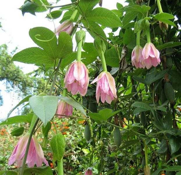 Męczennica Bananowa (PASSIFLORA Mollissima)