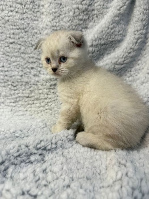 Kocurek kot szkocki zwislouchy fold pregowany wishkas gotowy do odbior