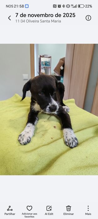 Dou cachorros porte médio