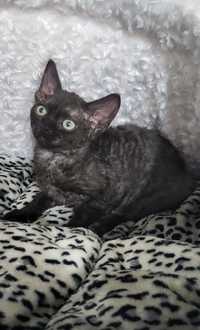 Czarny kocurek Devon rex