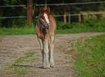 Ogierek Gypsy Cob / Irish Cob / Tinker