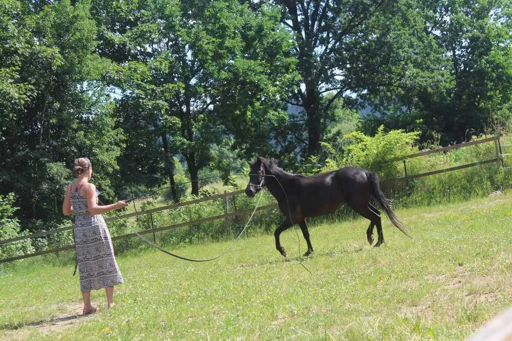 Klacz huculska, hucuł, 2019, rejestrowana, paszport, pełne pochodzenie