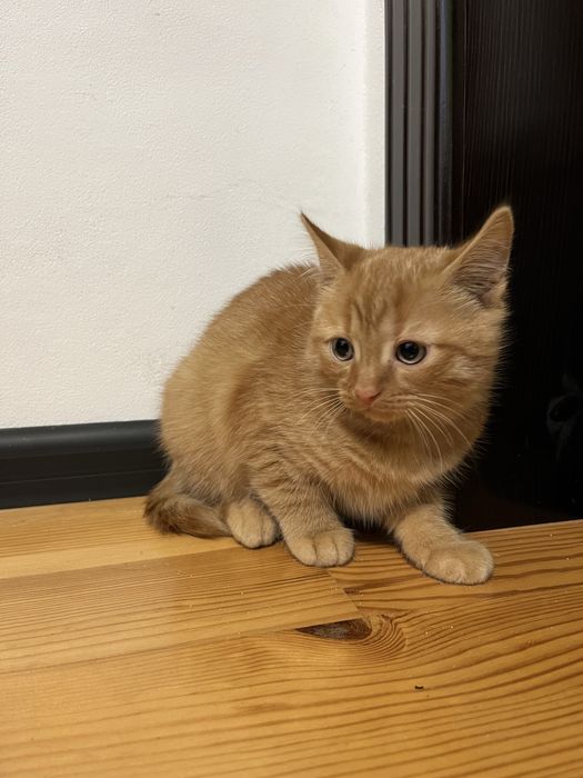 Віддаю кішку у люблячі руки