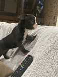 Bulldogue frances
