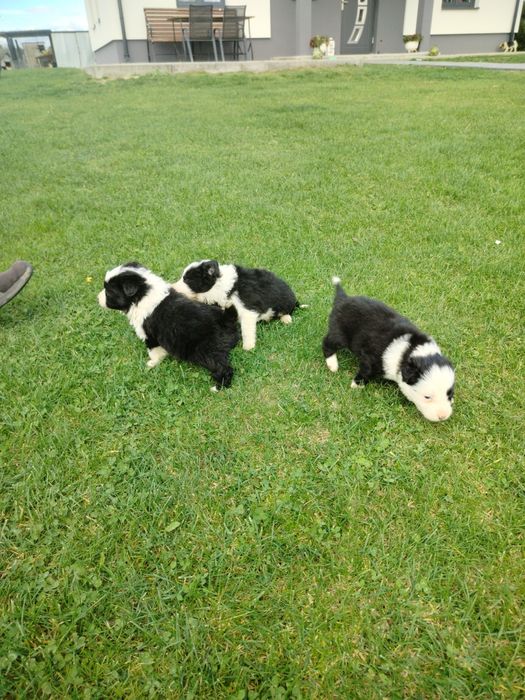 Piękne border collie