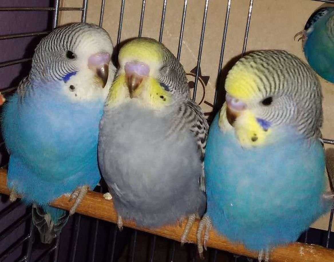 Волнистые попугаи птенцы получехи