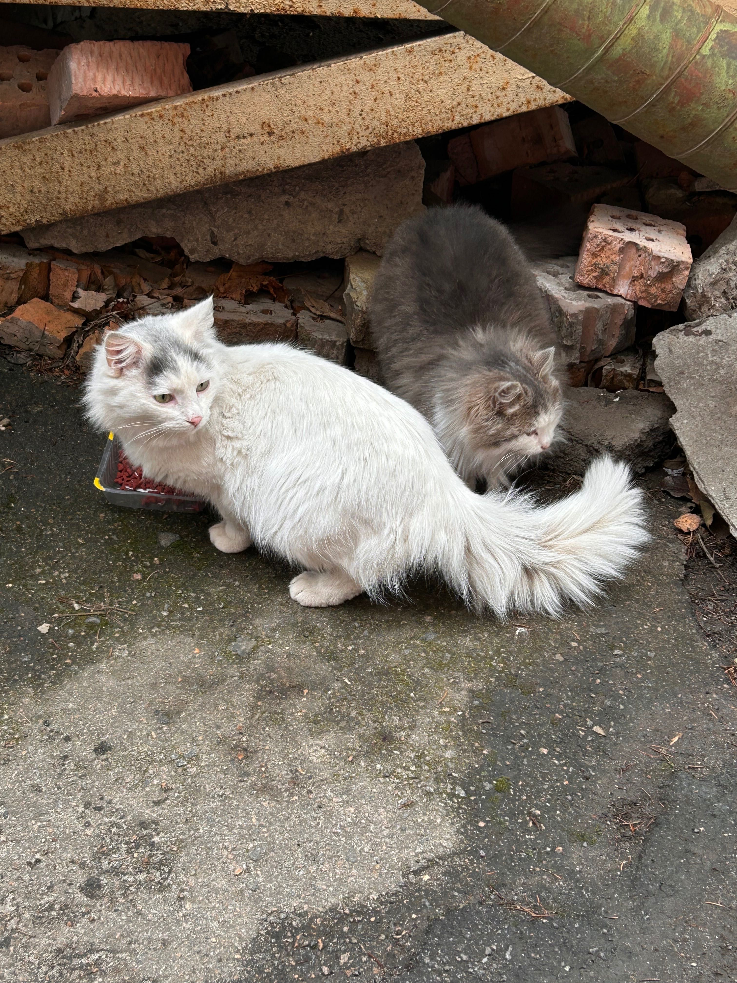 Кіт  білий та кішка сіренька