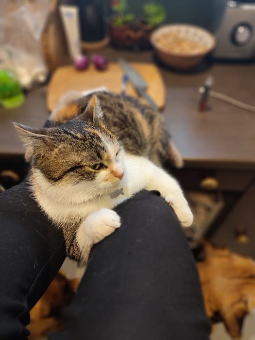 Zaginęła KOTKA -Olsztyn