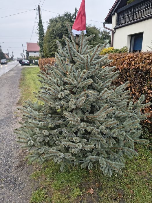 Choinki świąteczne w doniczkach Raszczyce