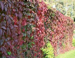 Хмель Дикий виноград Кампсис многолетняя лиана-живой забор изгородь
