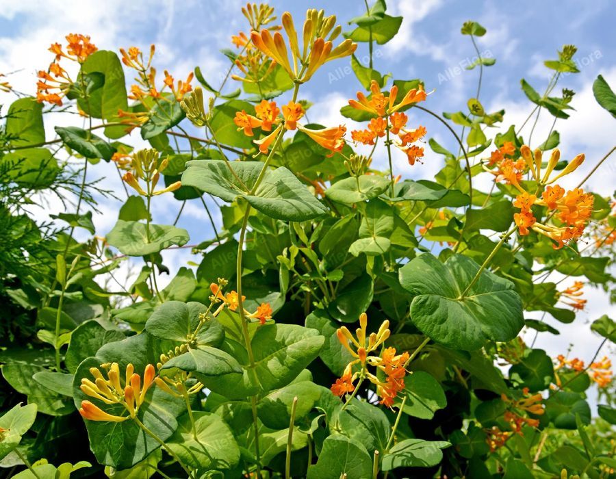 Wiciokrzew Tellmana Pachnące Kwiaty (Lonicera tellmanniana) 2.0L