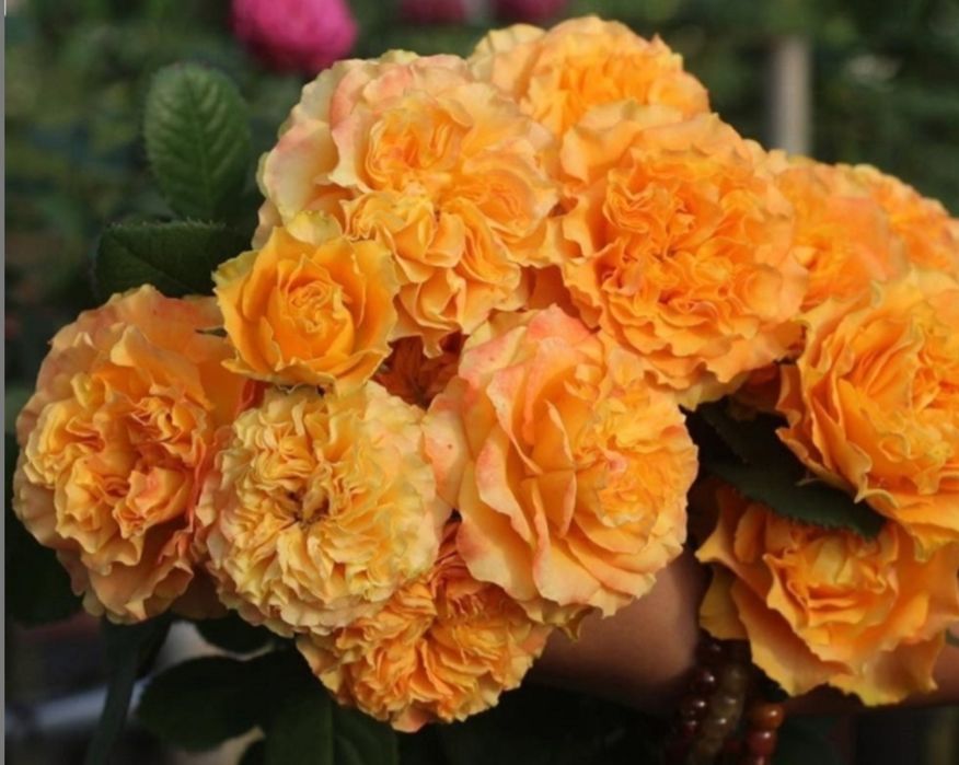 Троянда зрізочна Оранж рива