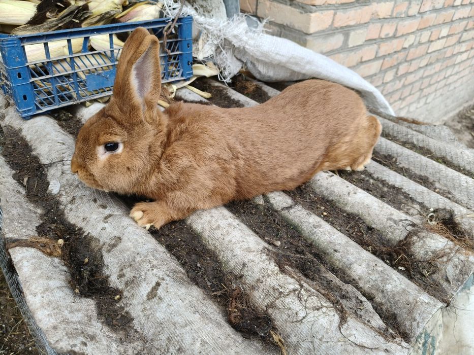 Кролі новозеландський червоний