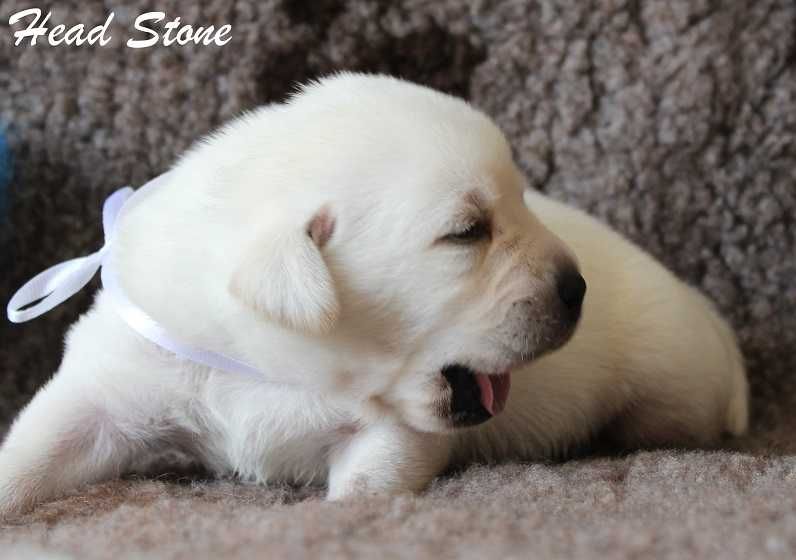 Лабрадор ретвриер