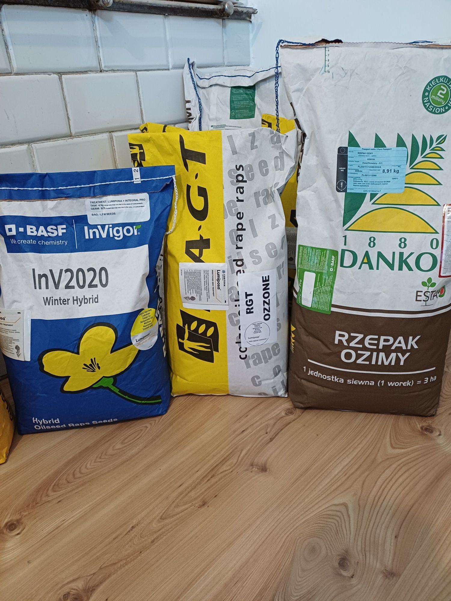 Rzepak nasiona PIONEER RAGT Danko BASF