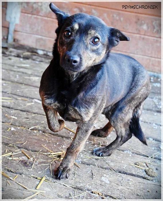 Bójka – przerażona, schowana przed światem potrzebuje pomocy