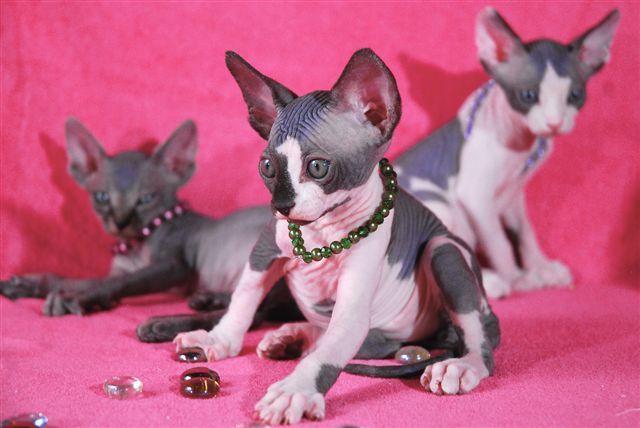 Wolny • Sphynx • hodowla DeTrojanS*Pl • ‼️ Wawa Mokotow