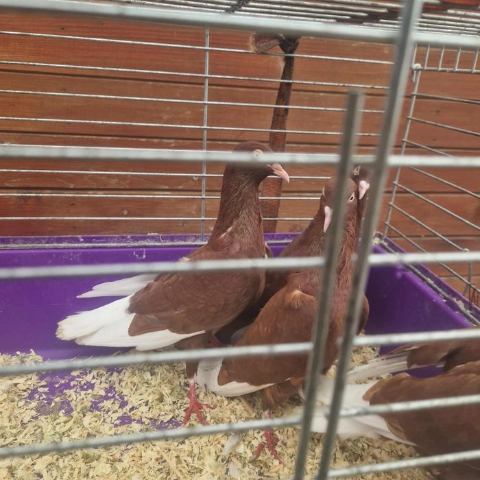 Wyszfance kończate czarne, czerwone