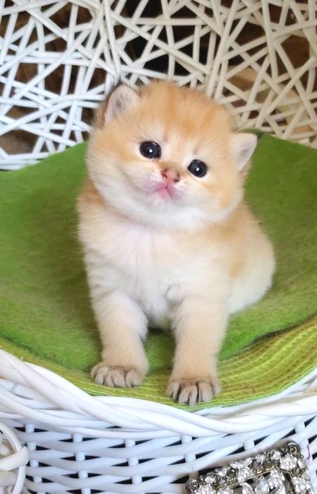 Милые ручные малыши, котята золотая шиншилла