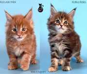 Kotka szylkretka, kocure rudy  maine coon rodowód hodowla