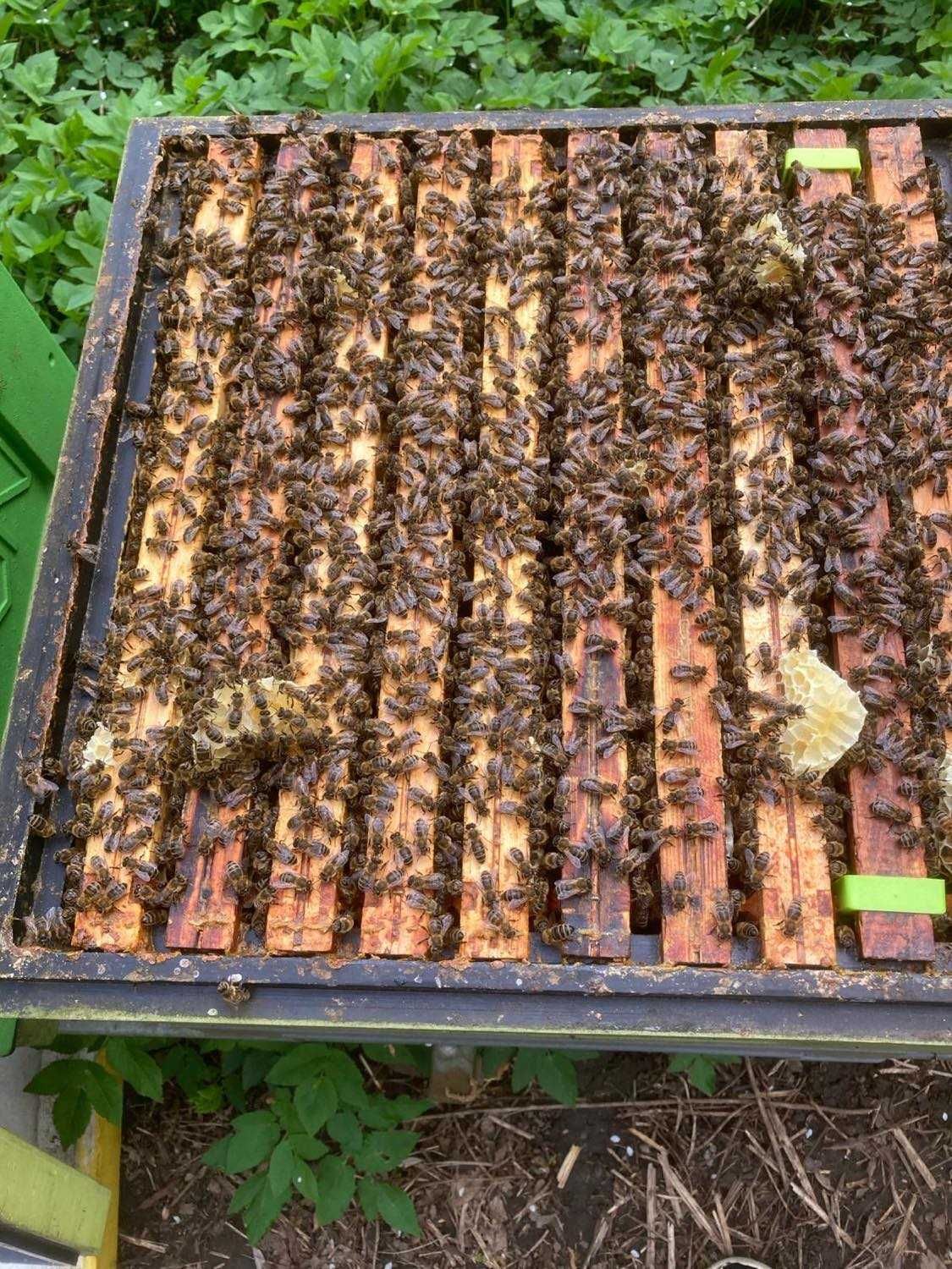 Rodziny pszczele, pszczoły
