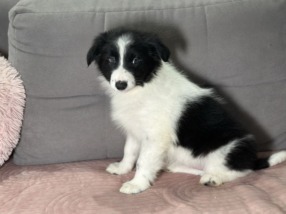Suczka czarno biała border collie