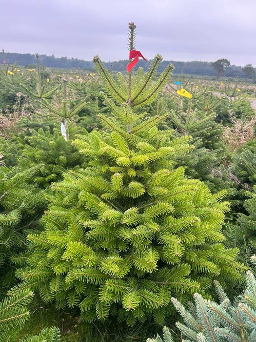 JODŁA KAUKASKA 100 - 220CM ! W Donicy ! Ukorzeniona Z Korzeniem! Jodla