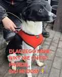 Pies w typie Border Collie szuka domu
