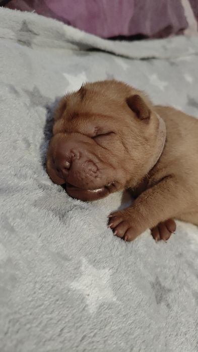 Szczeniak shar pei
