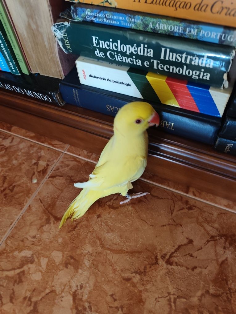 Periquito de colar amarelo
