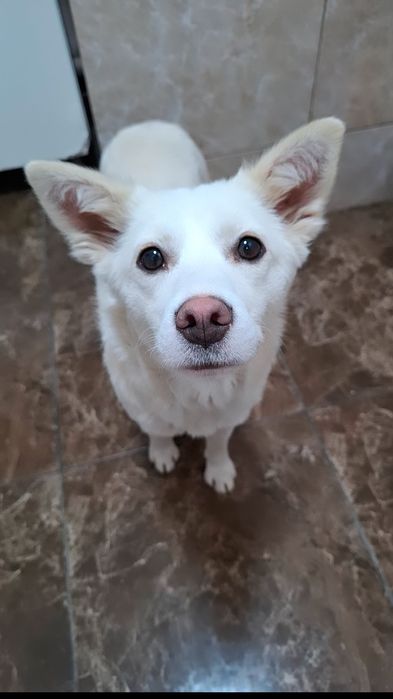 Дівчинка красуня у пошуках люблячої родини.