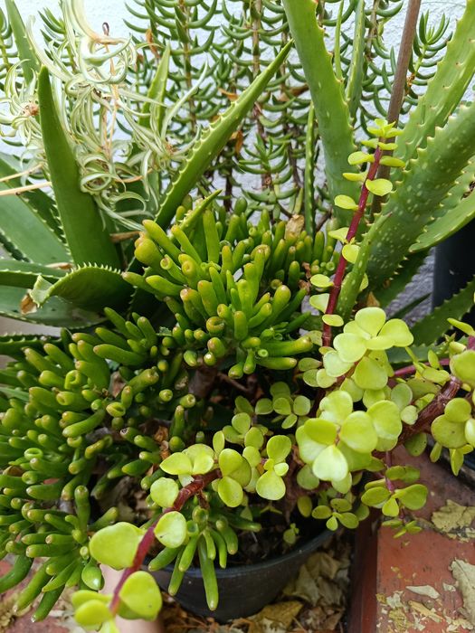 Suculentas variadas agaves, yuccas, figueira da Índia