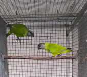 Papagaio Senegal