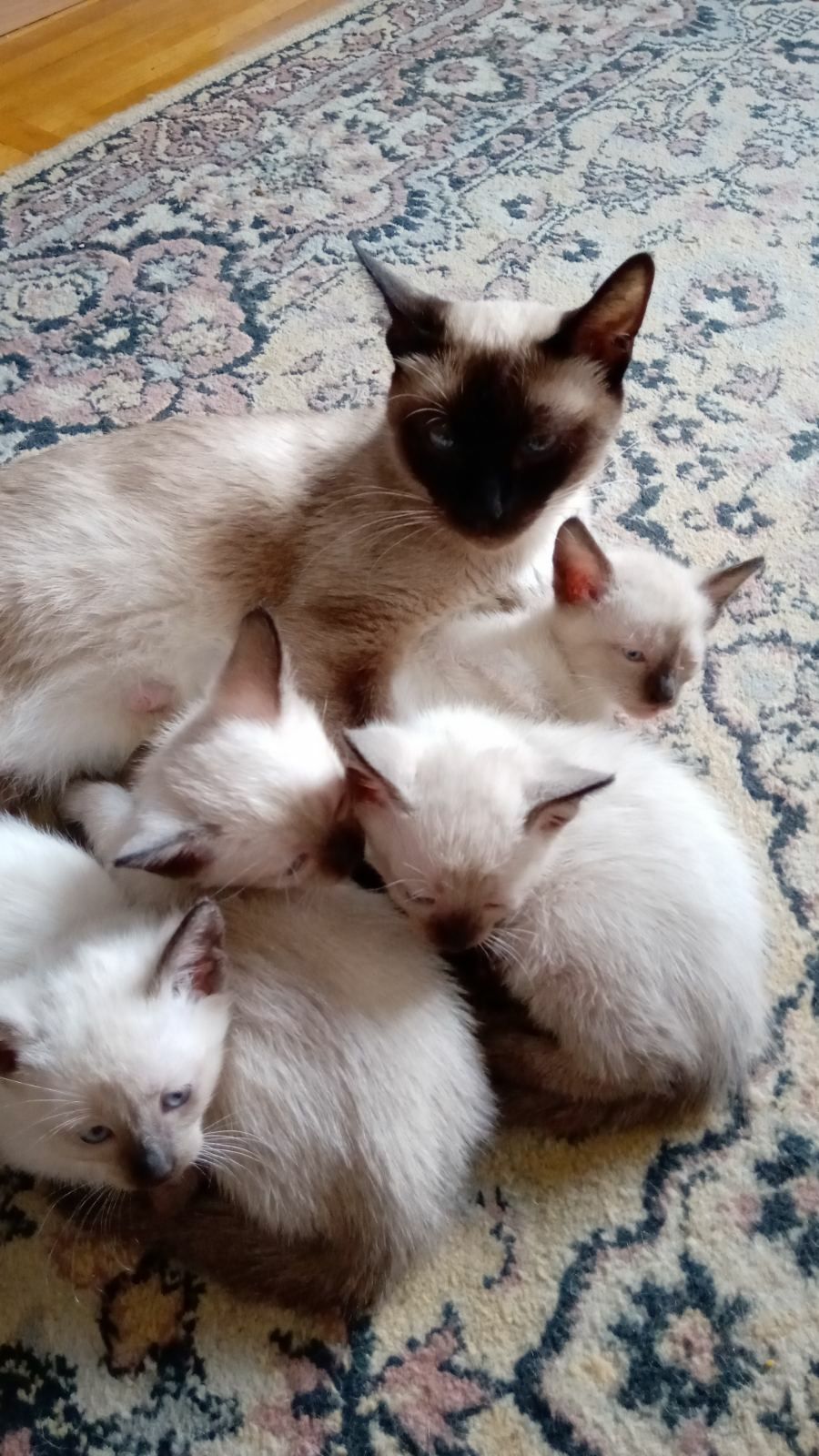Продам сиамських кошенят