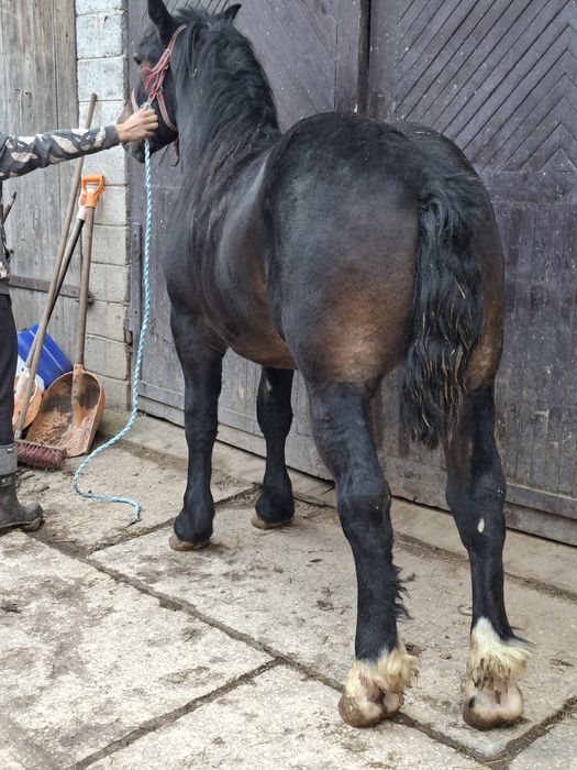 Sprzedam konia zimnokrwisty