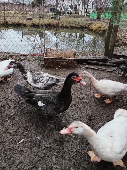 Продам індокачура живою вагою індокачур