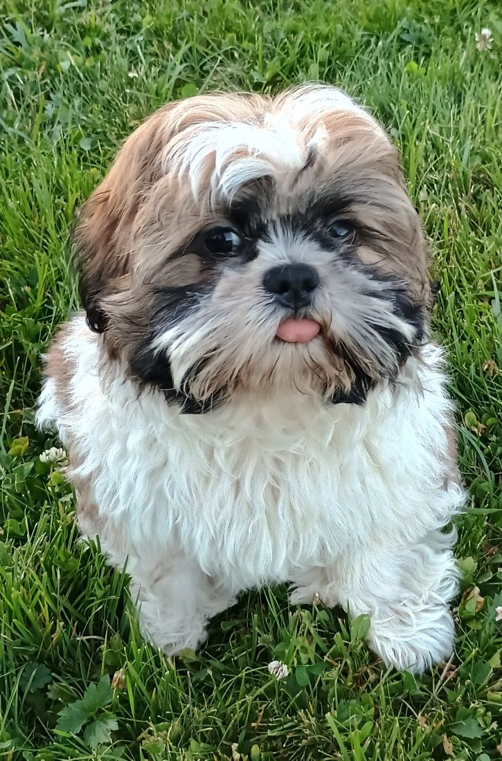 Śliczny piesek Shih Tzu