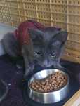 Várias gatinhas para adopção
