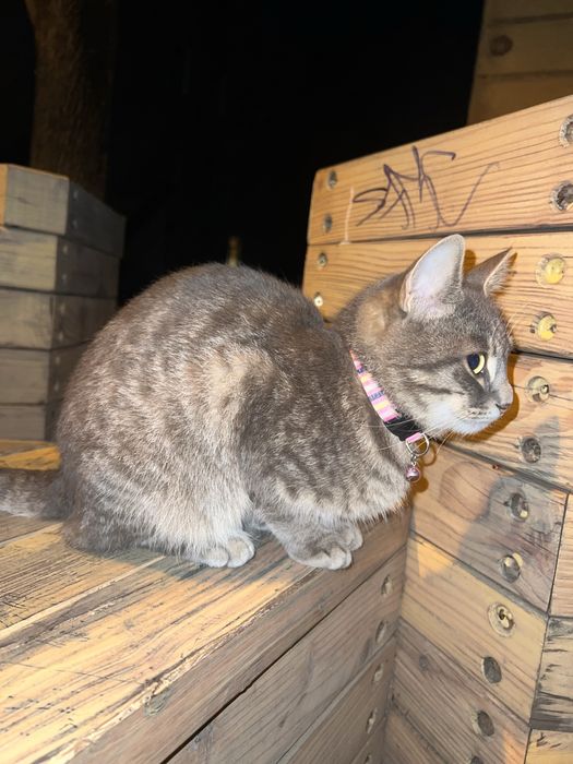 Знайшли кошеня Львів