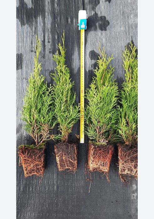 Tuja szmaragd 1,80 zl  sztuka TYLKO HURTOWE ILOSCI