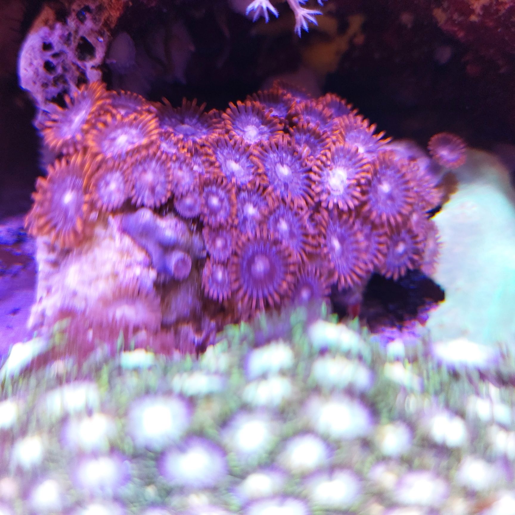 Zoanthus, akwarium morskie, koralowiec