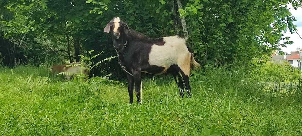 Bode/chibo cruzado anglo nubiano