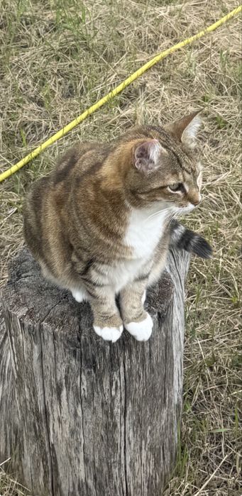 Потерялась кошка!