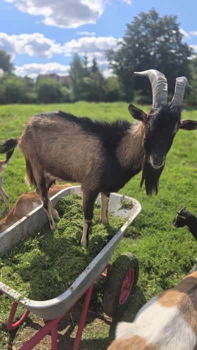Kozioł alpejski cap
