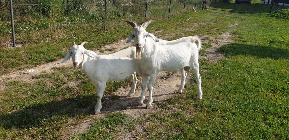 Kozioł i jedna koza za Sztuki cena