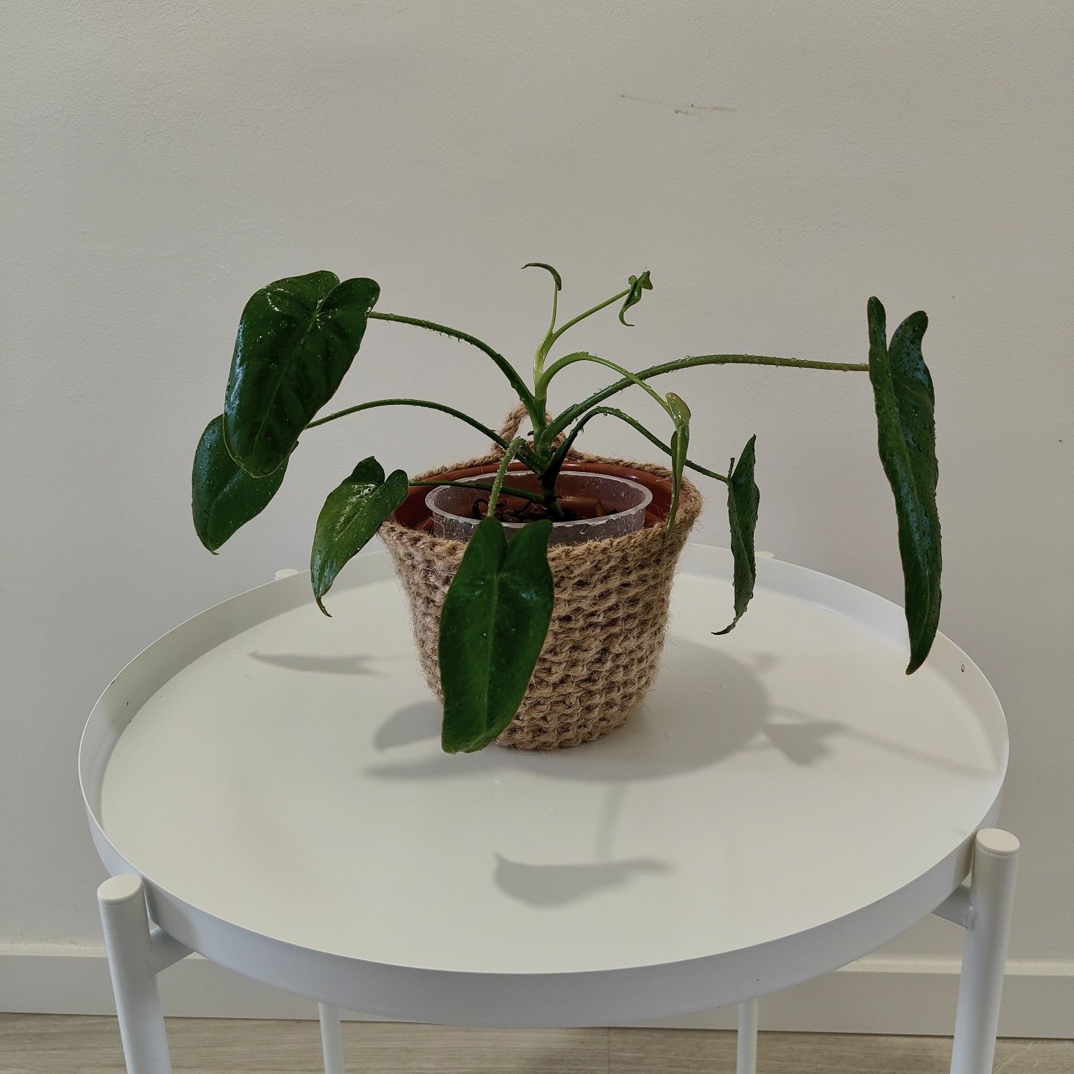 Philodrendron Paraíso Verde // planta interior