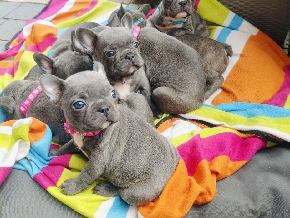 JUŻ DO ODBIORU Buldog francuski BLUE piesek niebieski szczeniak suczka