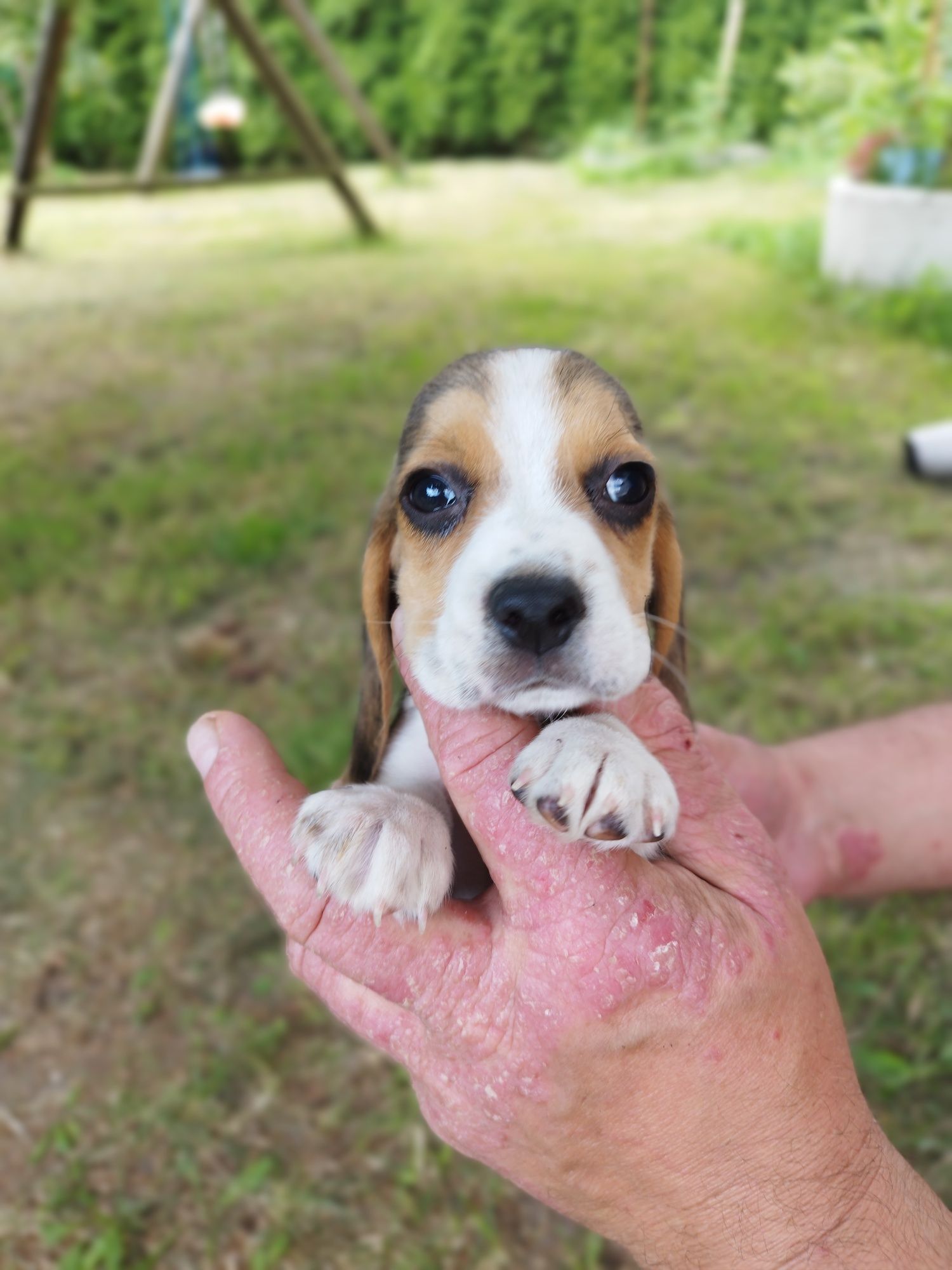 Rodowodowy piesek rasy Beagle tricolor po rodzicach z profilem DNA