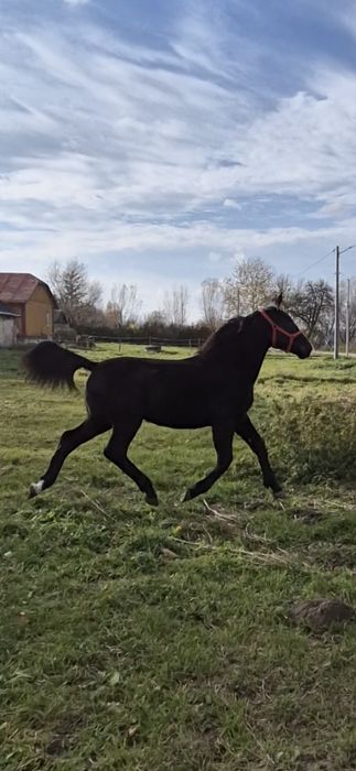 Klacz klaczka źrebica śląska