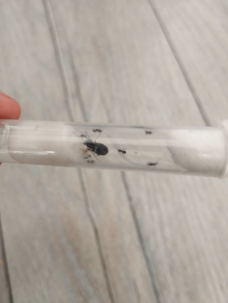 Mrówki Lasius Niger Q 3-5w + poczwarki